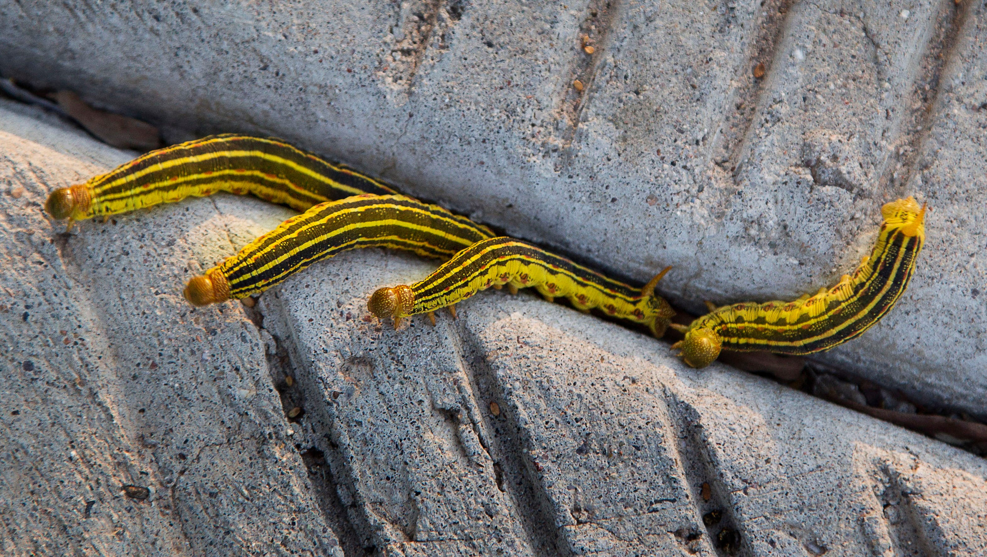 Rainy season leaves Arizona crawling with caterpillars Rainy season leaves Arizona crawling with caterpillars