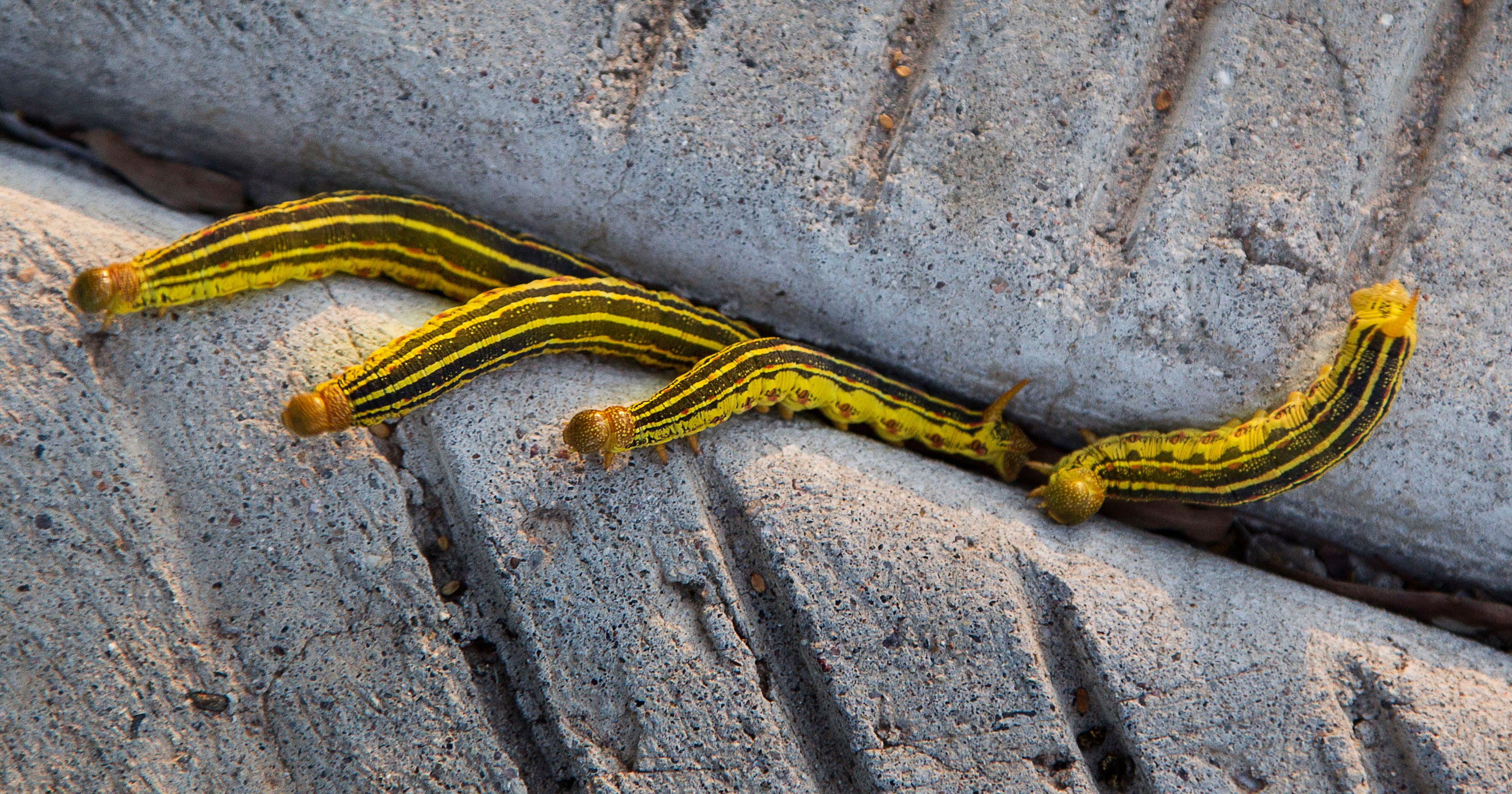 Rainy Season Leaves Arizona Crawling With Caterpillars