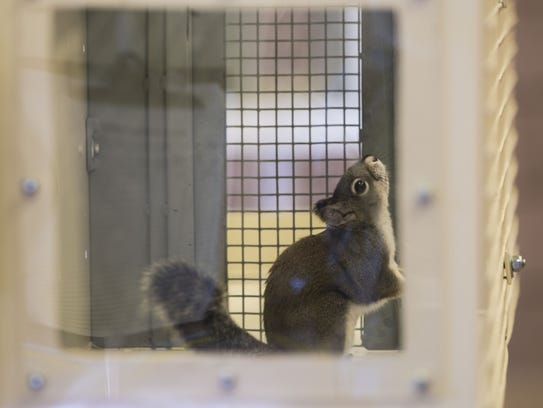 A captive Mt. Graham red squirrels sits in an enclosure