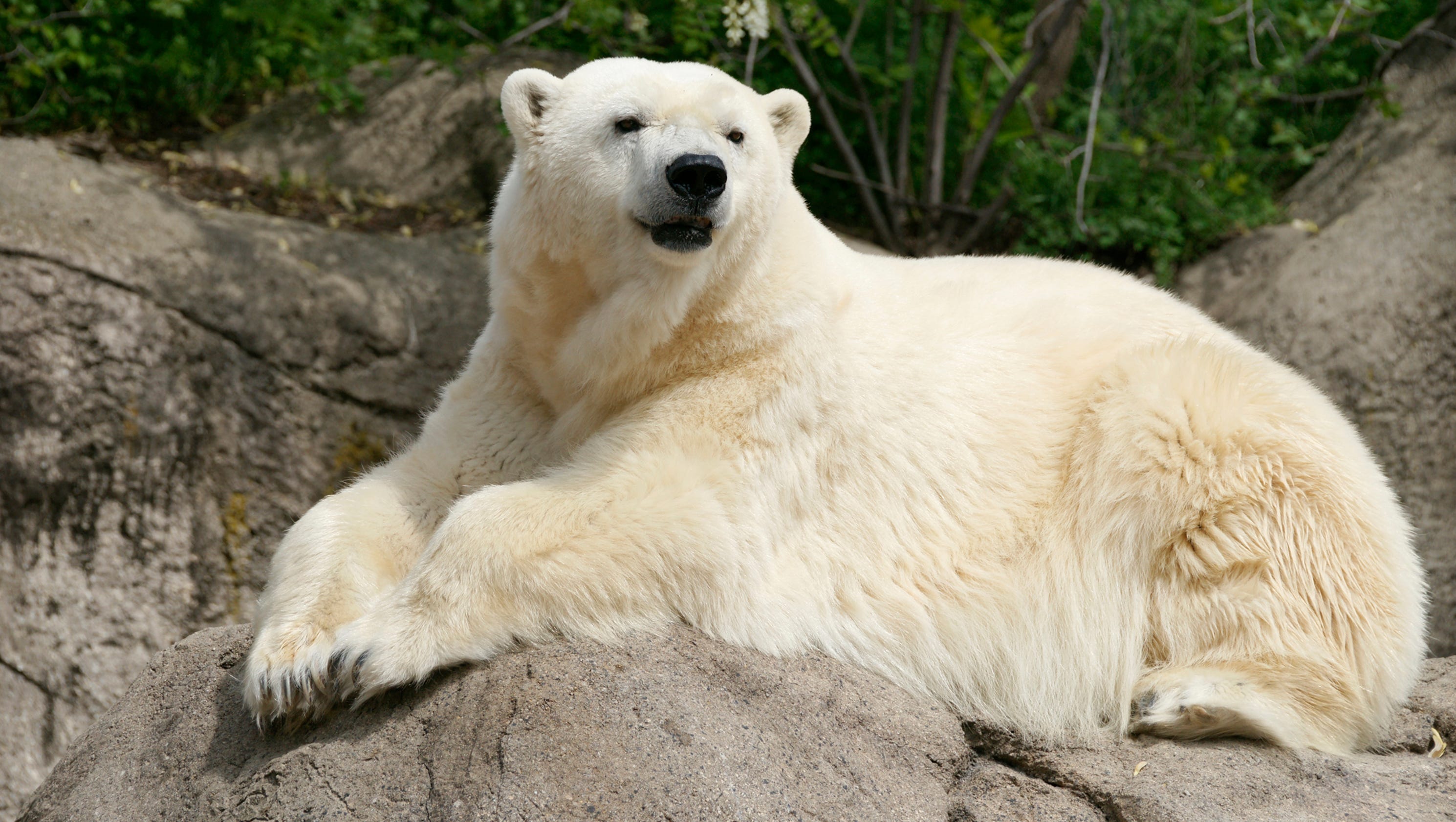Tundra, 29-year-old polar bear, dies at Detroit Zoo