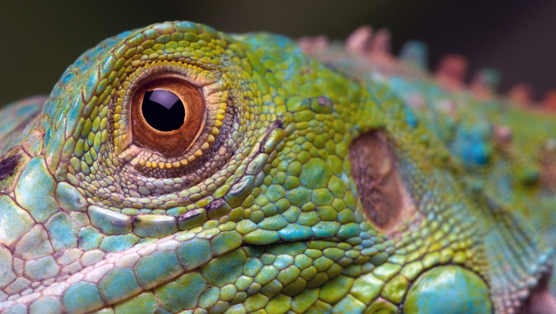 Green Iguana Florida Says Kill Them Whenever Possible