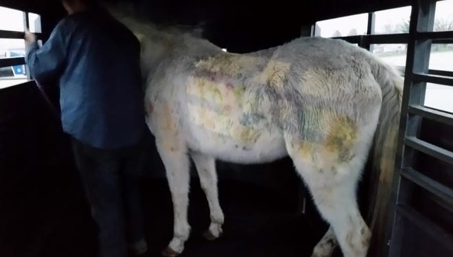 This horse, now named Lily, was shot about 130 times with paintballs after being brought to the New Holland horse auction in Lancaster County, officials have said.
(Photo courtesy of Omega Horse Rescue and Rehabilitation Center)
