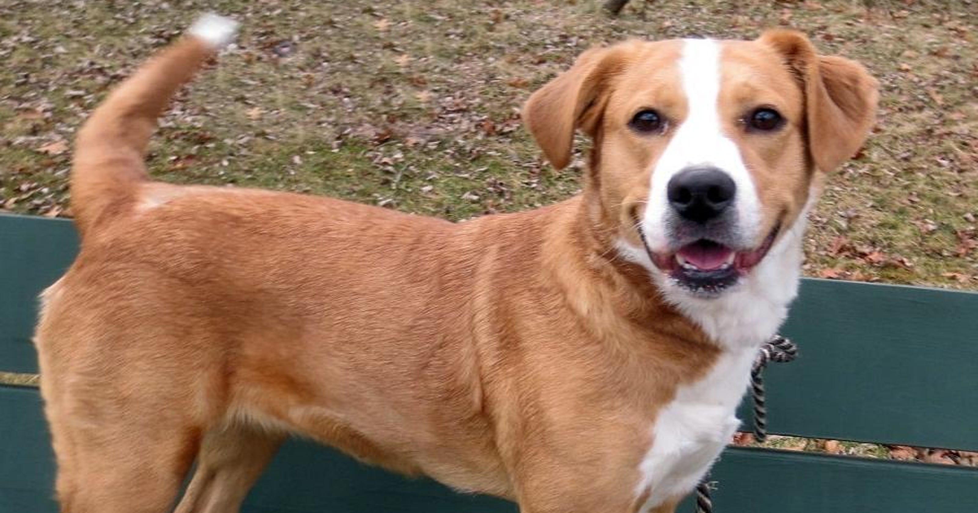 Local pets available for adoption