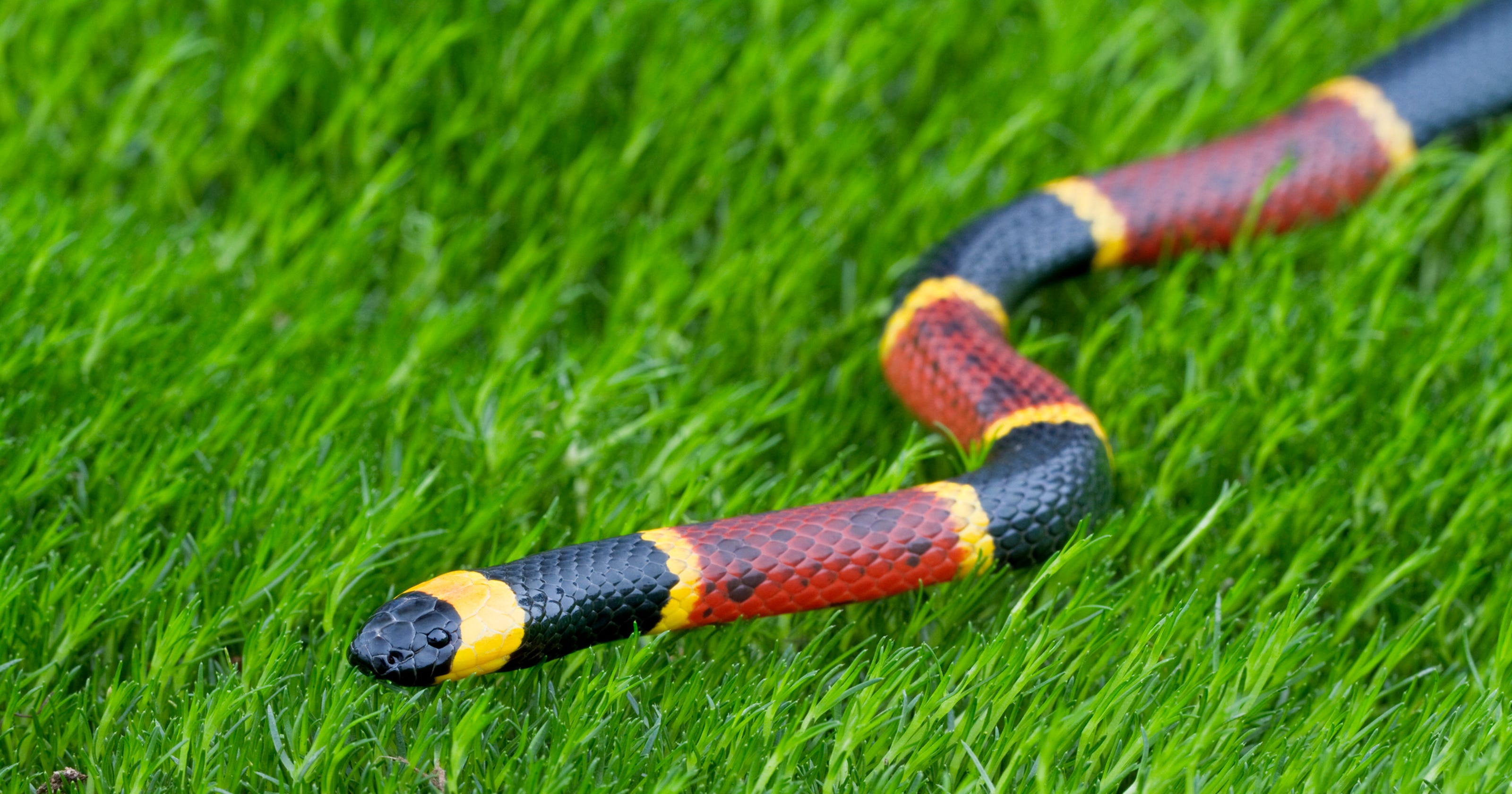 Florida teen bitten by venomous snake at school