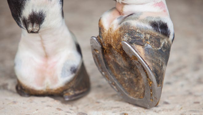 Detailed view of horse foot hoof outside stables.