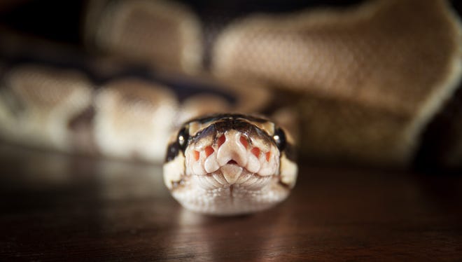 A royal or ball python.
