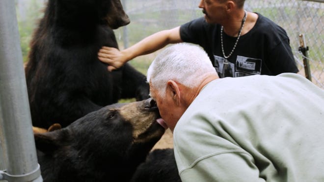 Dean Oswald 75 gets a lick on his face from a large black bear as his son Carl Oswald 44 feeds suckers to large black bears at Oswald's Bear Ranch in Newberry, MI on Wednesday July 30, 2014 in Michigan's Upper Peninsula while talking about the bears. The ranch was started by Dean Oswald 75 in 1984 after retiring as a firefighter from Bay City spans 240 acres and now has 27 black bears.'I get in with all of the bears. I bottle fed 24 of the 27 bears. I'm the momma. I bottle fed all these bears every three hours. I bottle fed them through the winter in the house,' Oswald said about the 're'scue bears at his ranch. Ryan Garza / Detroit Free Press