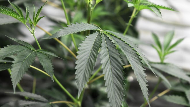 Marijuana plants grow at a dispensary in California.
