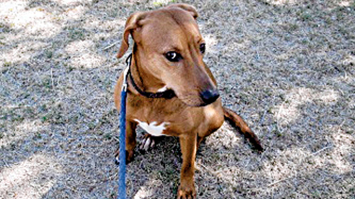 Pets Of The Week
