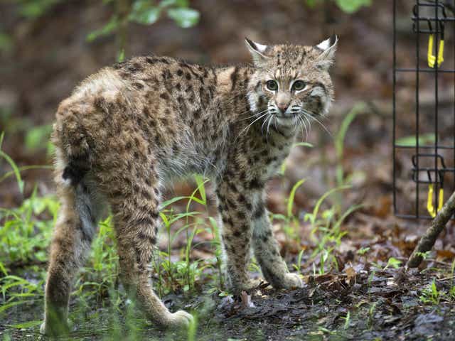 Renewed Attempt To Green Light Bobcat Hunting In Indiana Fails