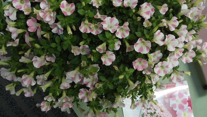 Pink hearts make it easy to fall in love with ‘Heartbeat’ trailing petunia.