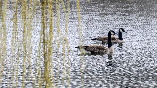 A couple of geese swim in the pond at Otsiningo Park in Binghamton.