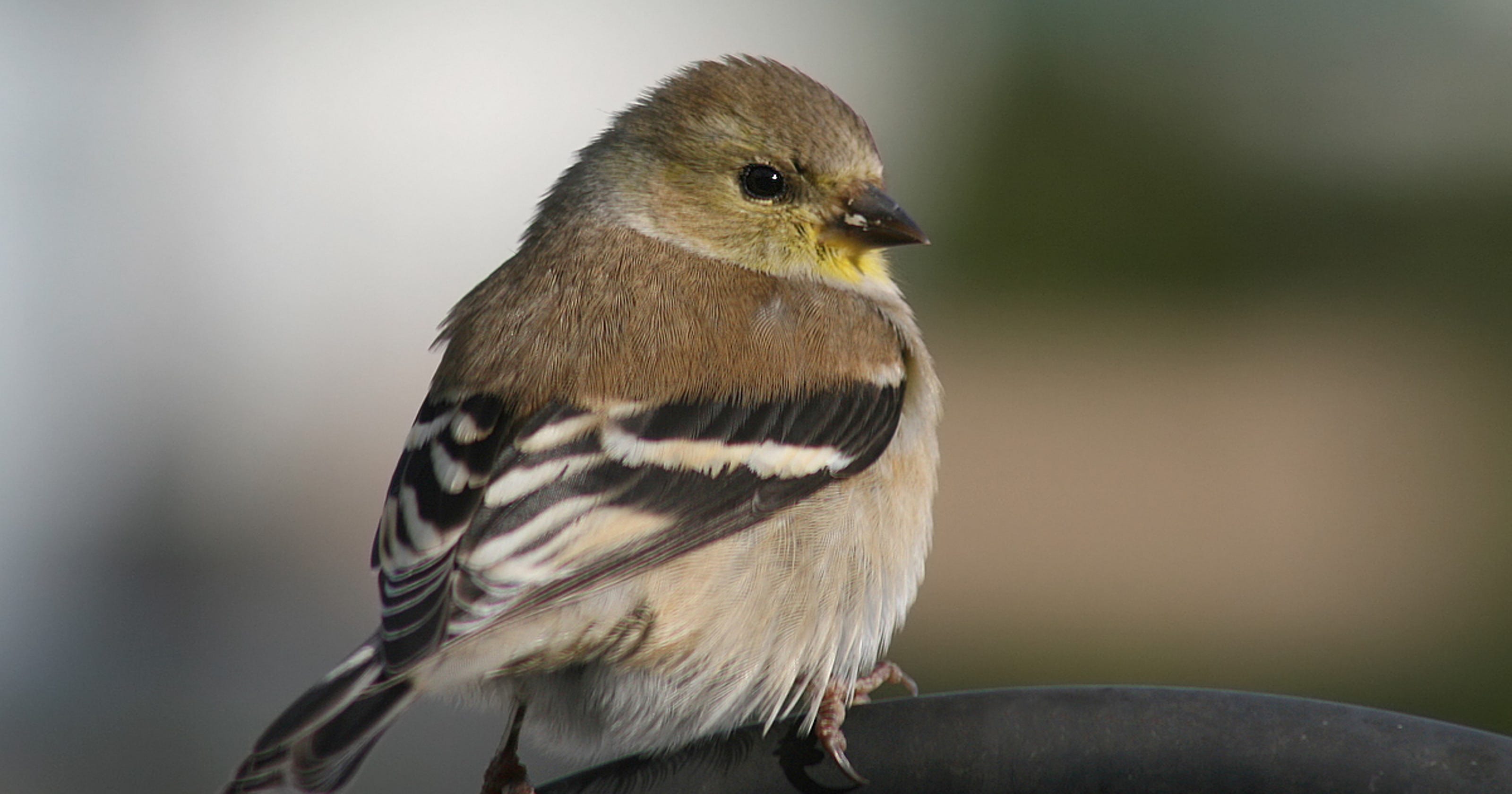 Watch for these winter migrants at your bird feeder