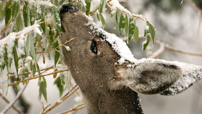 A deer eating leaves from a snow covered tree may look cute, but it can alter facets of the forest environment, including light availability, soil compaction, and the thickness of a particular layer of soil.