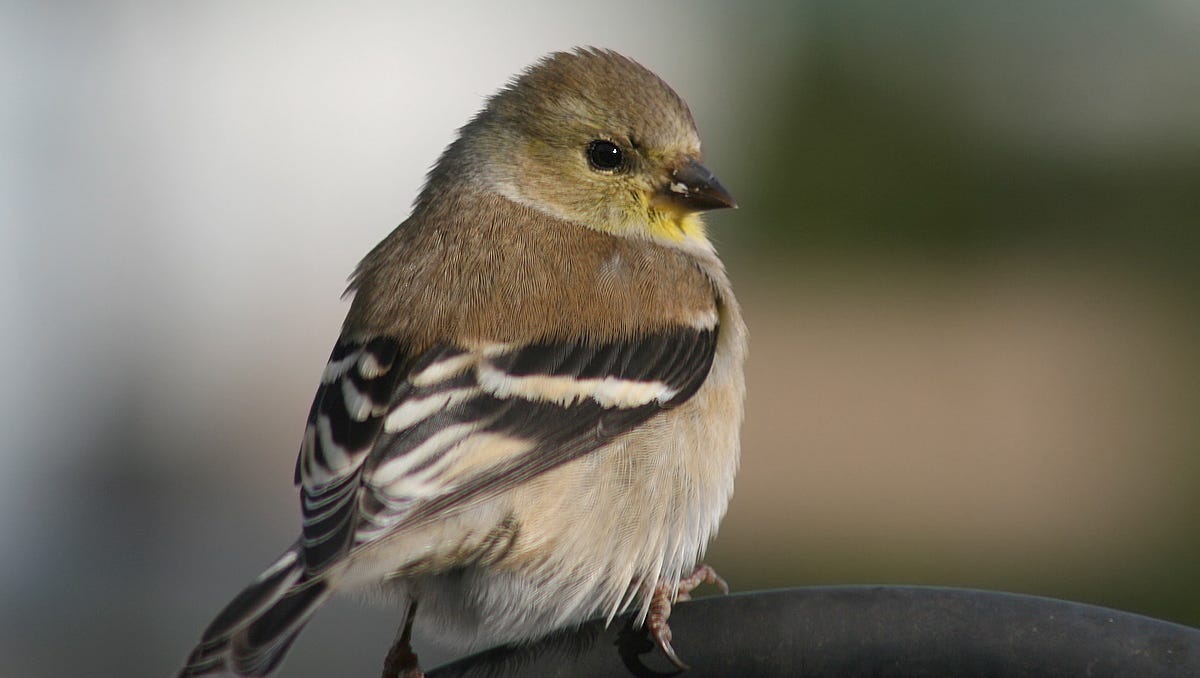 Add Your Tally To The Backyard Bird Count