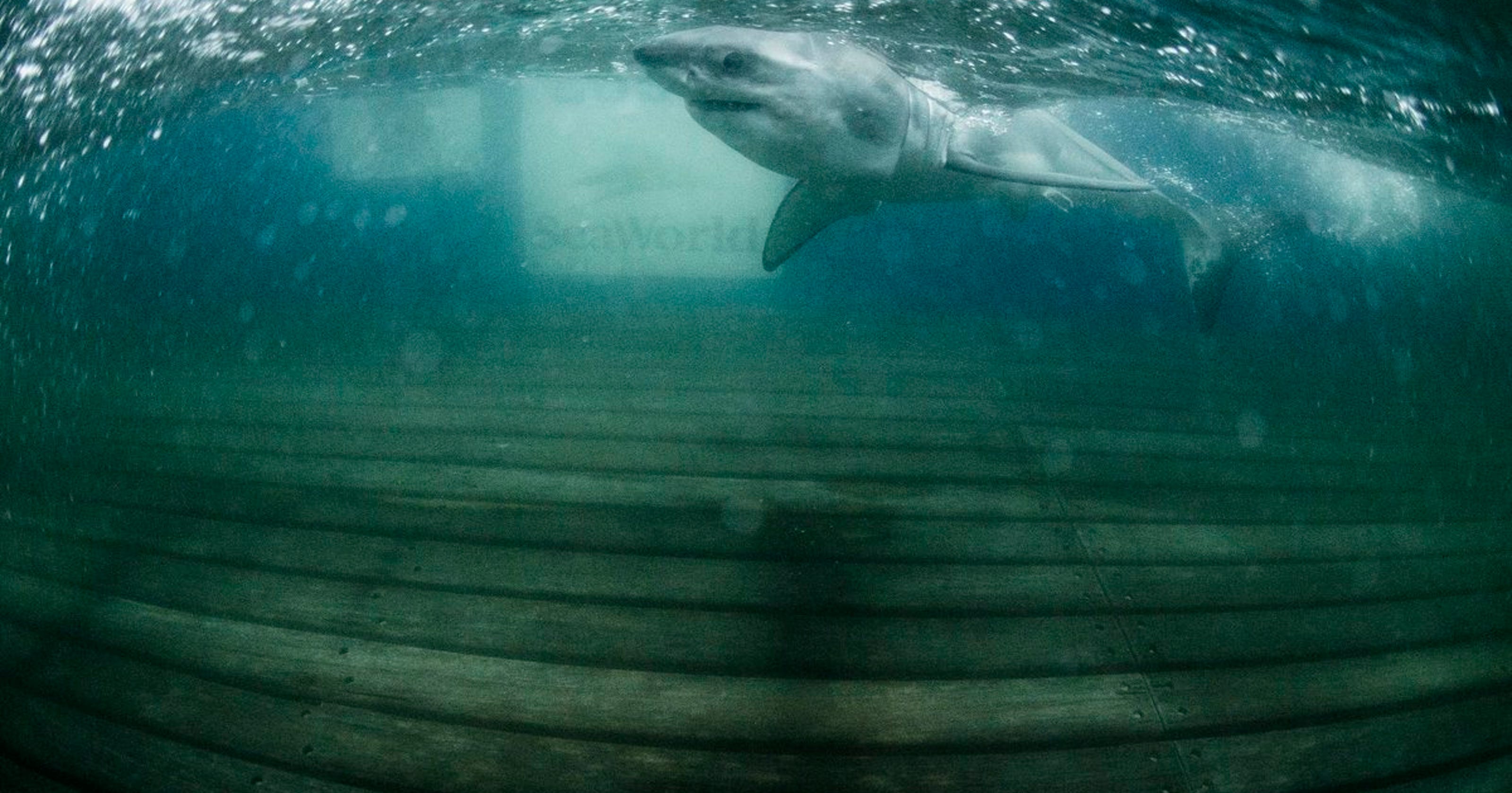 Great White Shark Pups Now Near Long Branch And Sea Bright
