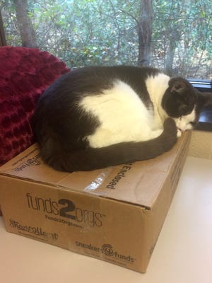CC, an office cat at the Bay Area Humane Society in Green Bay, sleeps atop a supply box for Funds2Orgs on Thursday, Oct. 27, 2016. The humane society is accepting donated pairs of shoes until Nov. 5. The shoes will be exchanged for money from Funds2Orgs that will help the humane society care for the animals that are in its shelter. The shoes will be repurposed through the Funds2Orgs network of microenterprise partners in developing countries.
