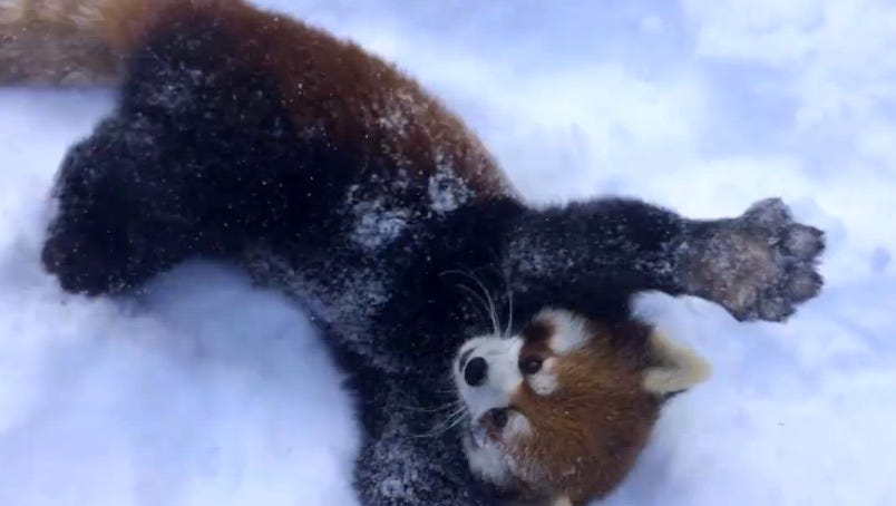 Red pandas look adorable playing in snow