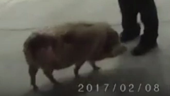 A pig was found in the 600 block of SPID.