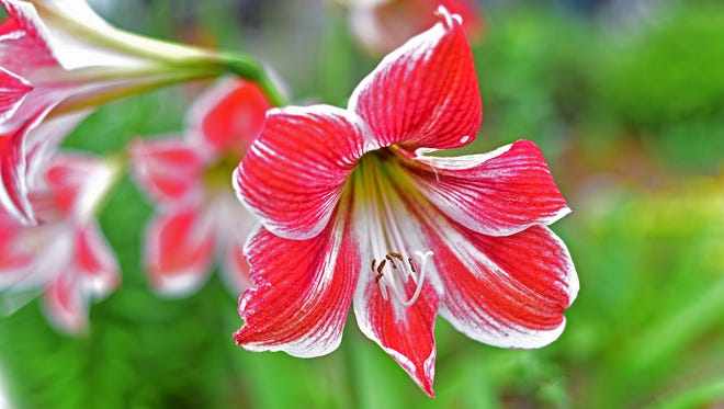 Varieties or lilies are popular in the Florida garden landspace. 