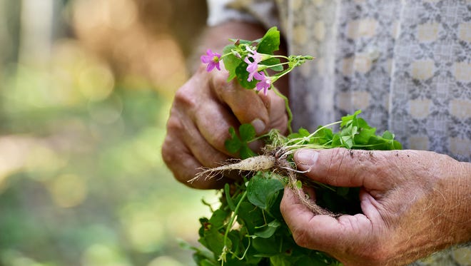 Edible Weeds How To Use Garden Weeds In Your Diet For Taste Health Edible Weeds How To Use Garden Weeds In Your Diet For Taste Health