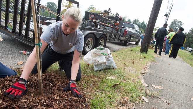 Emily Brown of Montgomery Trees puts down mulch around a tree on Oak Street in Montgomery, Ala., on Wednesday, Oct. 29, 2014. Twenty four trees were planted due to a $1,500 grant donated to Montgomery Trees. 