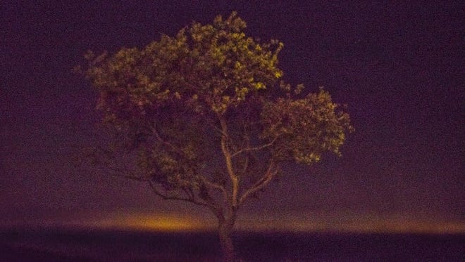 "Brown Night Tree" by Catherine Sebastian.