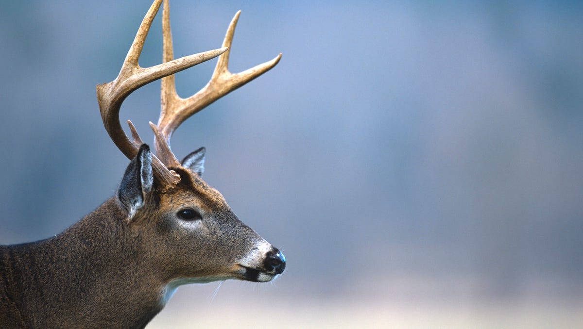 Answer Man Can I Kill A Deer With My Bare Hands Send her a friendship meme that will make her feel confident as ever. i kill a deer with my bare hands
