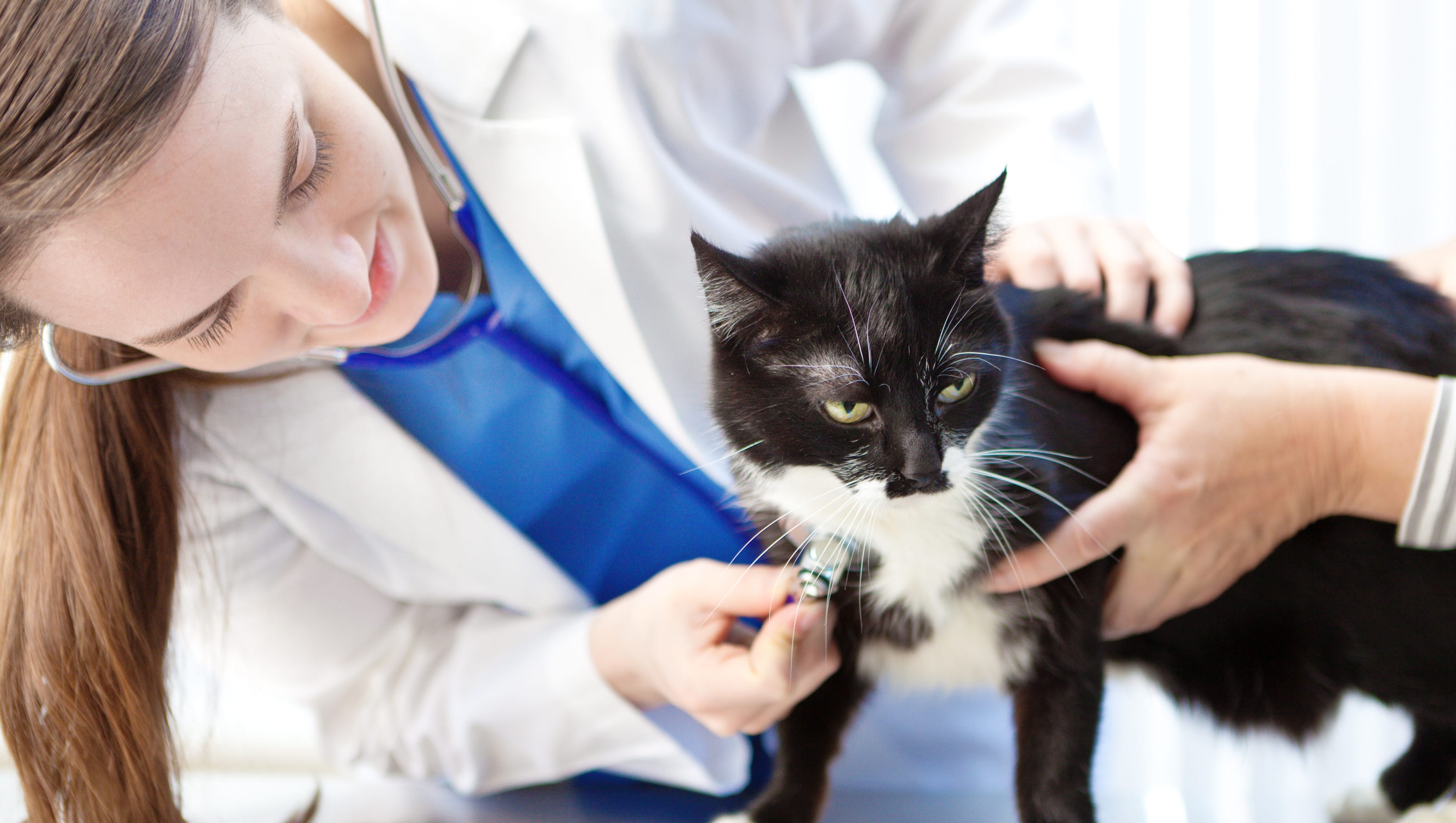 Можно ли кошке обезболивающее. Кошка Ветеринария. Кошка в ветеринарке. Ветеринар с кошкой. Терапия кошками.