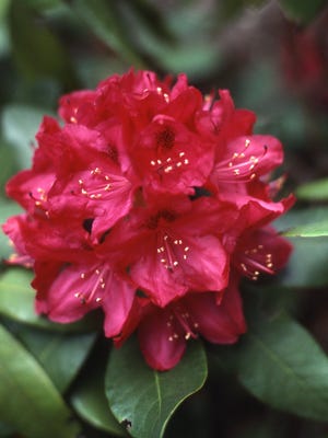 An outstanding rhododendron with dark red flowers is Nova Zembla. It has spread and height of 5 feet.