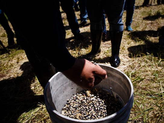 People grab handfuls of Sacred Ponca Corn to plant