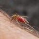 Fond du Lac County bird tests positive for West Nile virus