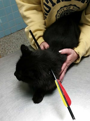 A cat is recovering after being shot by a crossbow.