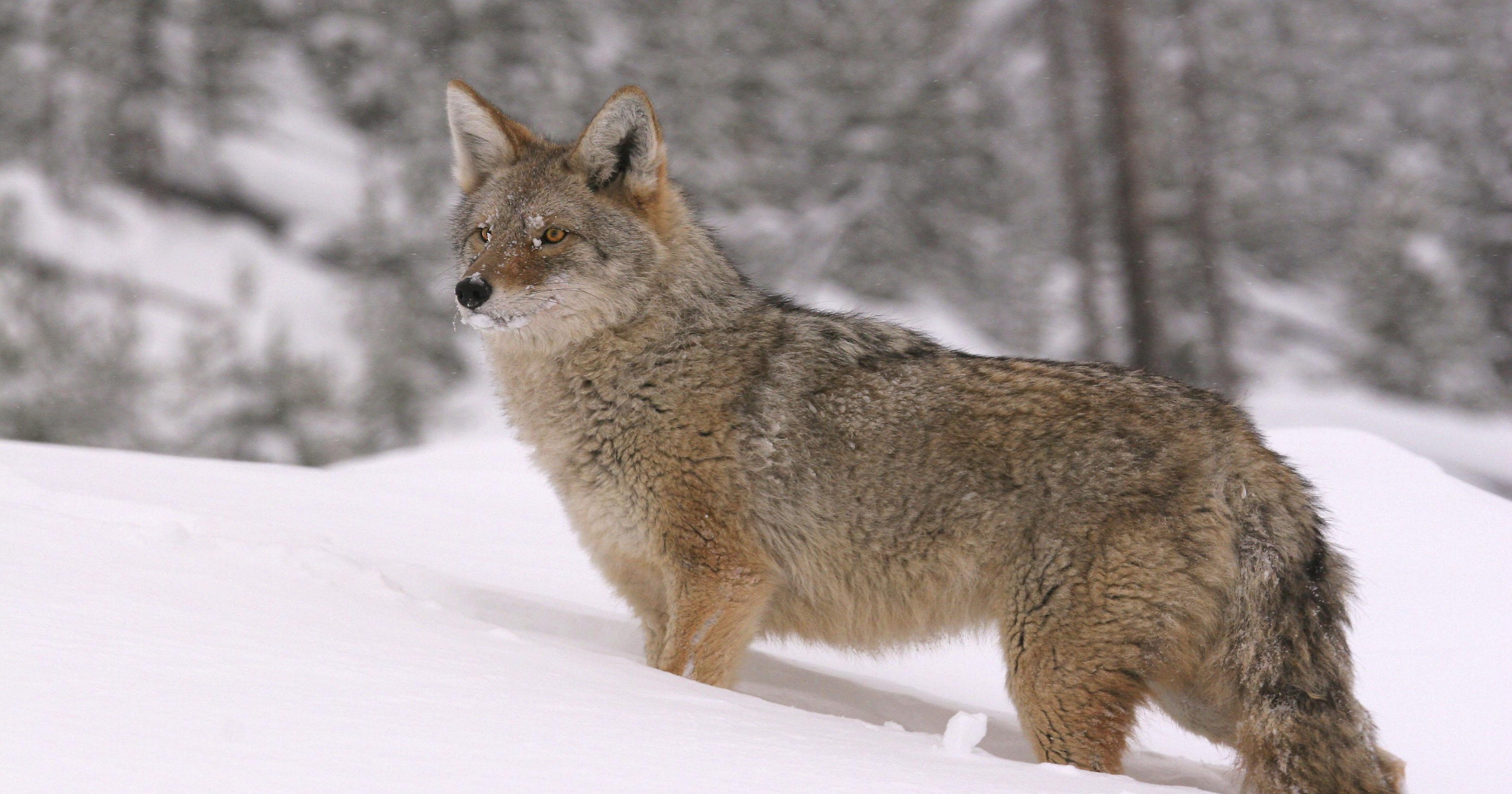 Coyotewolf hybrids in Washoe County?