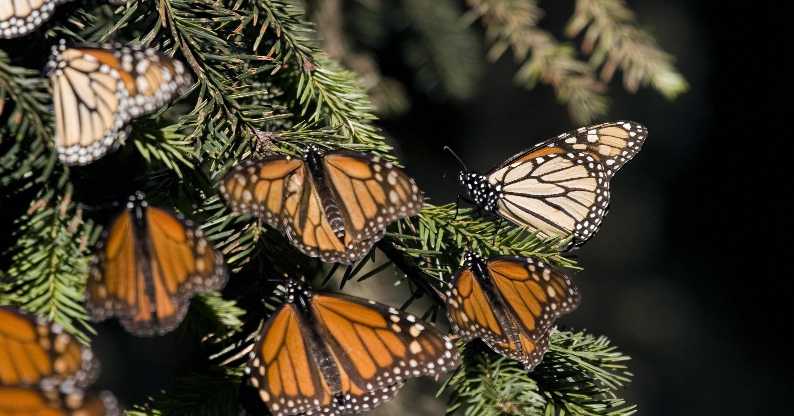 Monarch butterfly population up 144 at Mexico wintering grounds