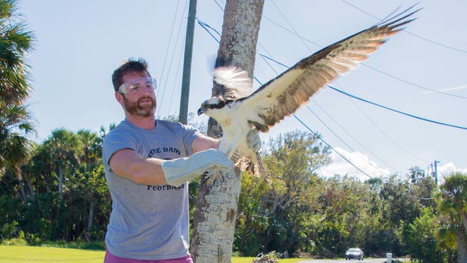 Matt Buice, of WILD Florida Rescue, handles an osprey.