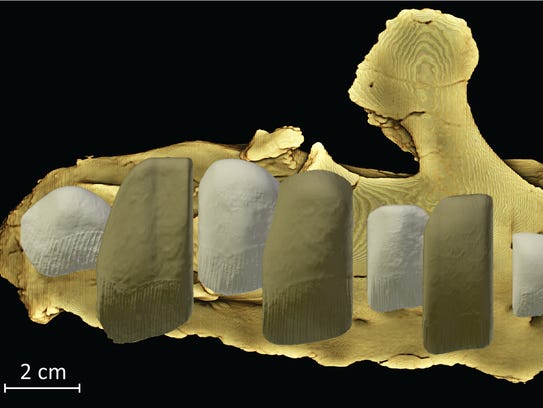 plant eating dinosaur teeth