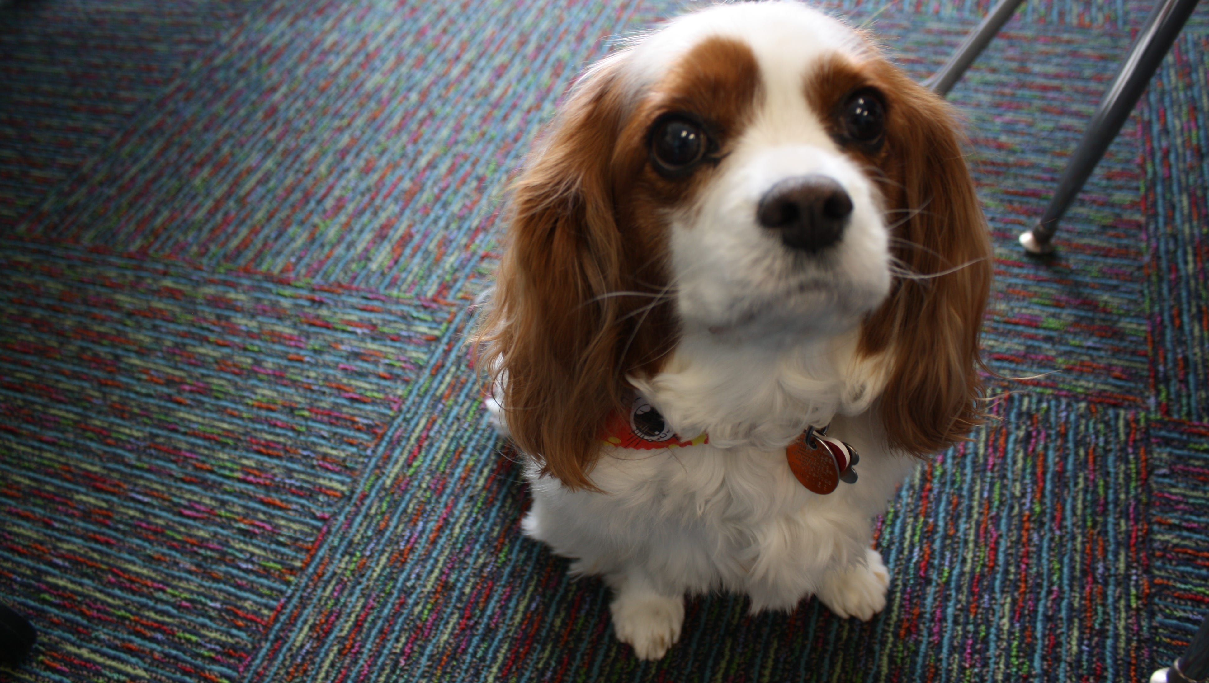 Meet This School S Four Legged Staff Member