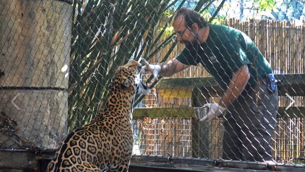 A Facebook post features an image of a jaguar at...