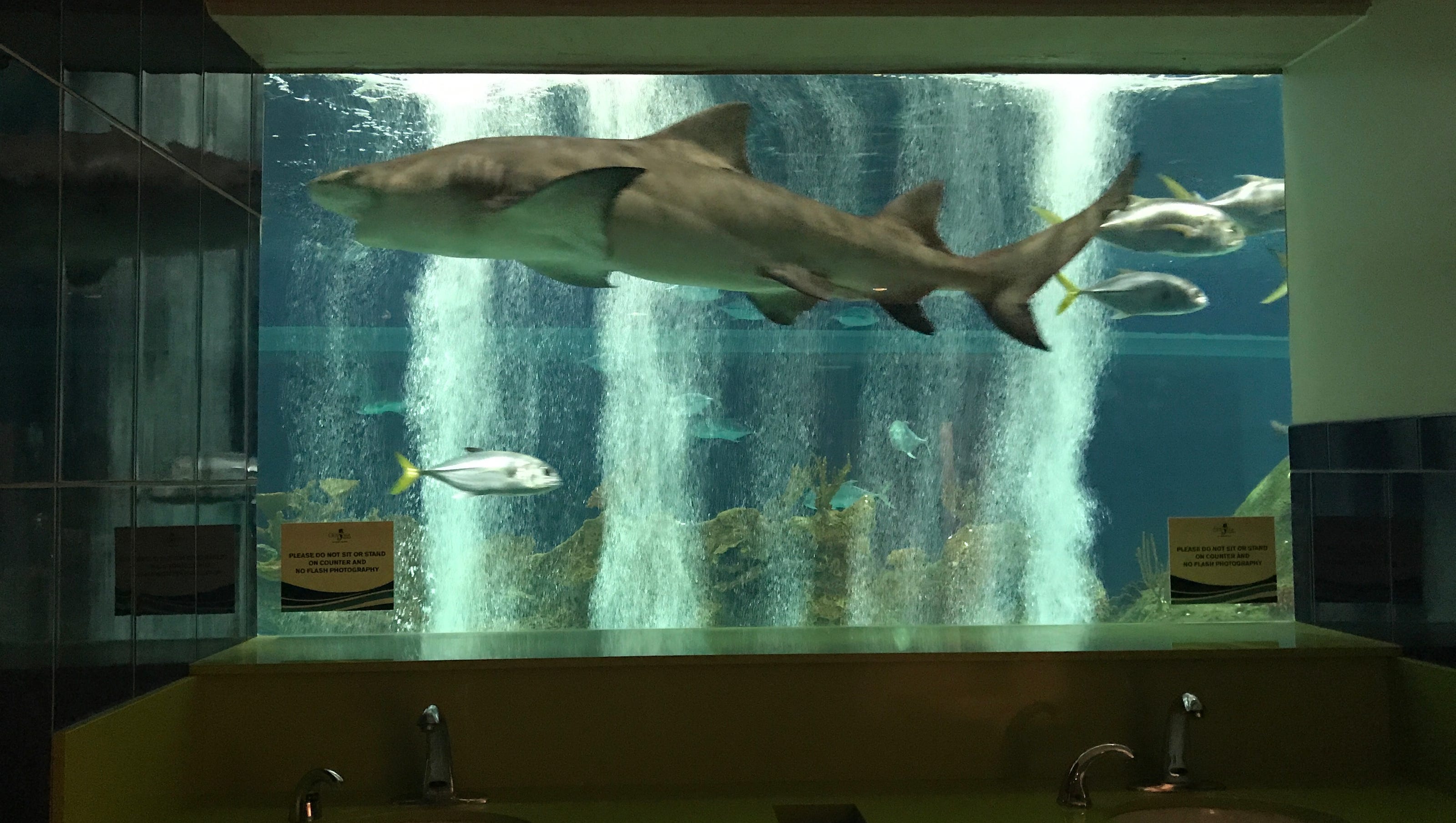 OdySea Aquarium's up-close shark-encounter bathroom named U.S.'s best - 636468616300999553 ODysea Bathroom OdySea Aquarium's up-close shark-encounter bathroom named U.S.'s best - 636468616300999553 ODysea Bathroom