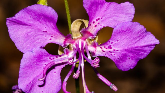 The rotate-flowered northern clarkia (Clarkia borealis ssp. borealis) is confined almost entirely to Shasta County.