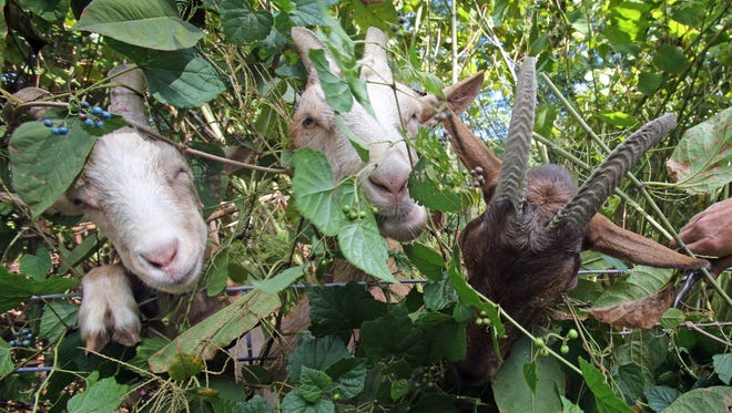 The goats eat  the brush at Baldwin Farm.
