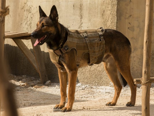 Meet The Dog Star Who Plays Heroic Max
