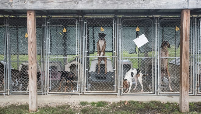 Due to the overcrowding at the Ross County Humane Society, many dogs are being housed outside due to the limited space available. 