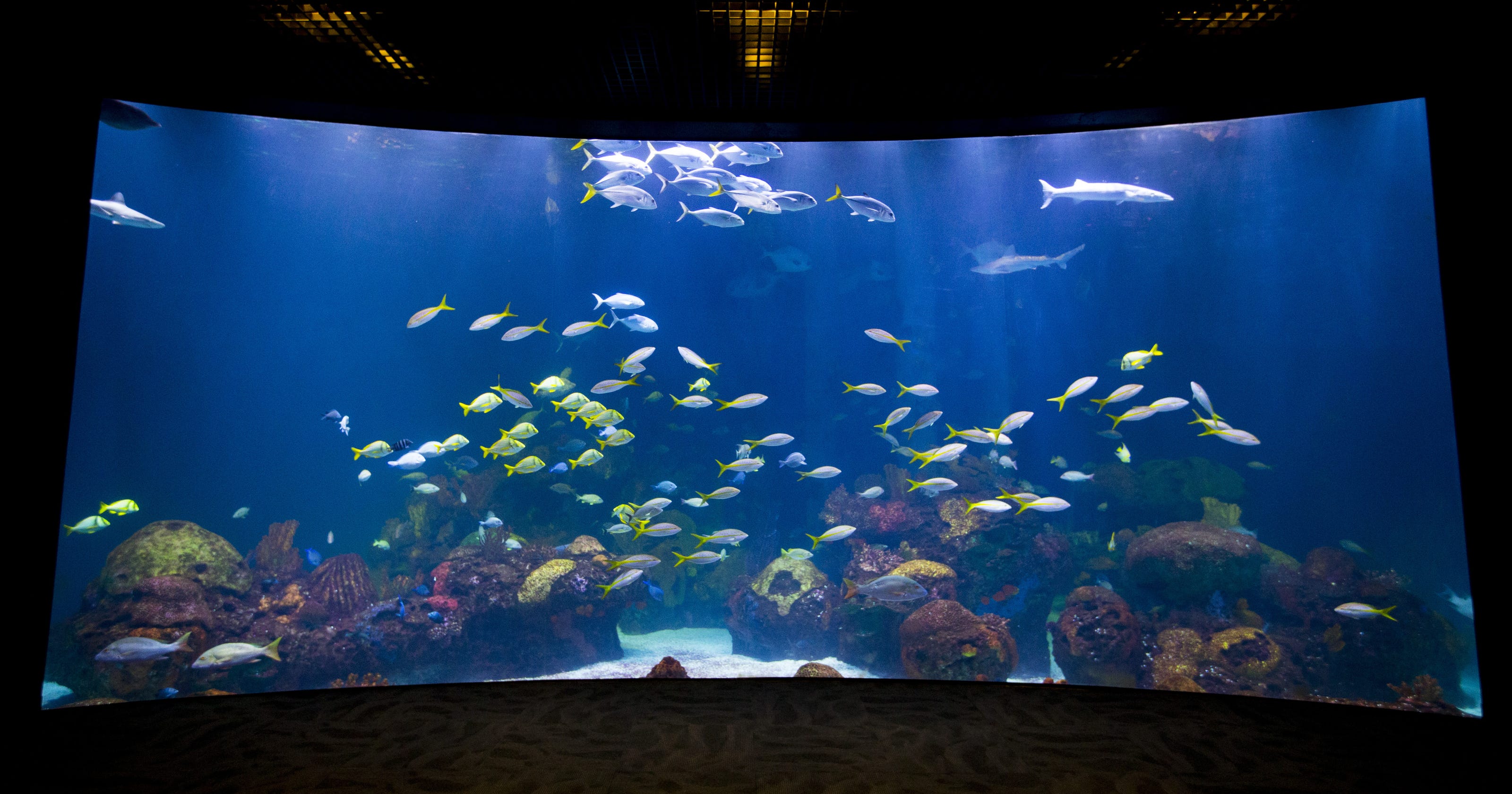 Johnny Morris Here S When Grand Opening Of Wow Museum And johnny morris here s when grand