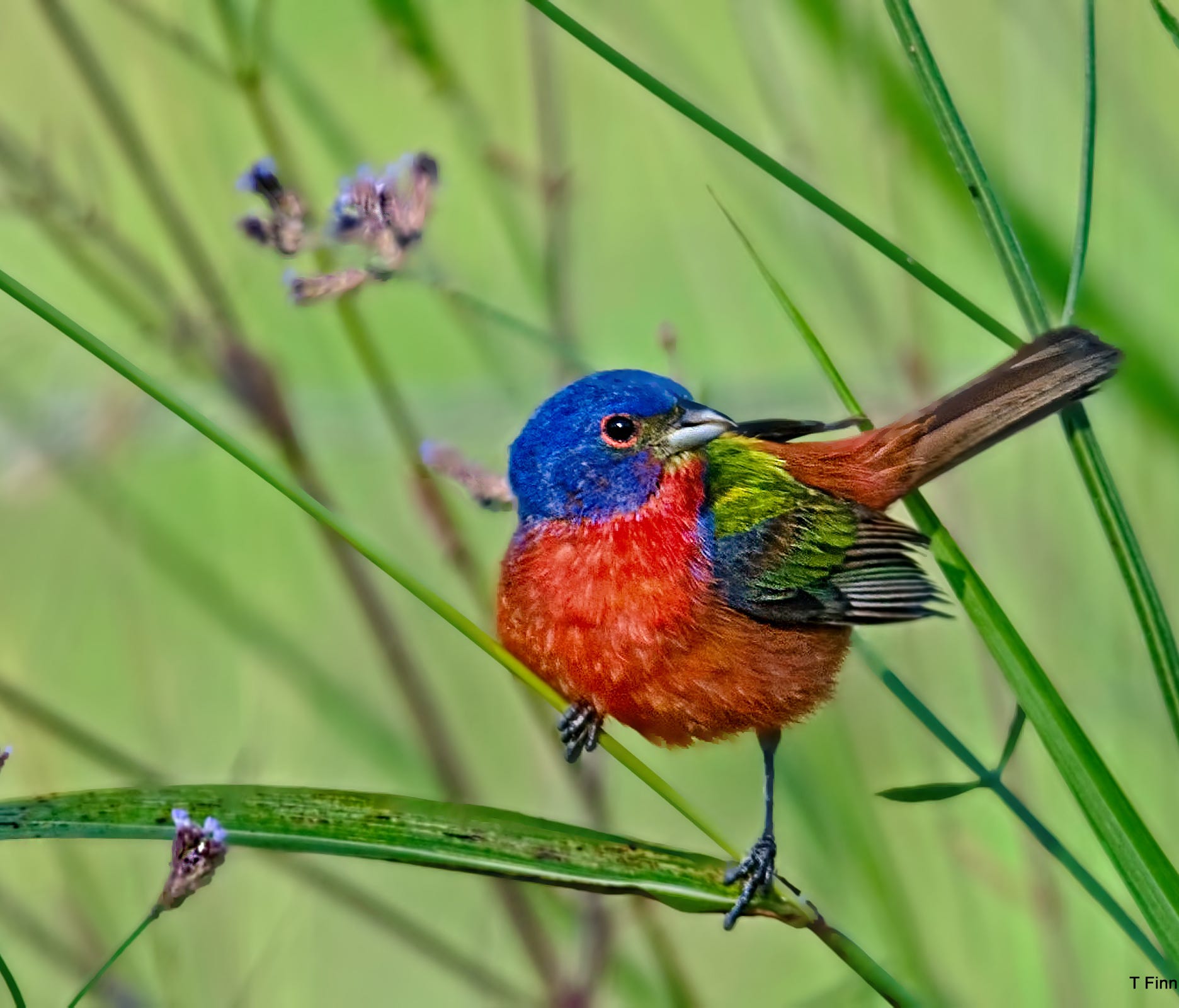 Up to 2 million songbirds pass through Peveto Woods Audubon Sanctuary in Cameron, La.