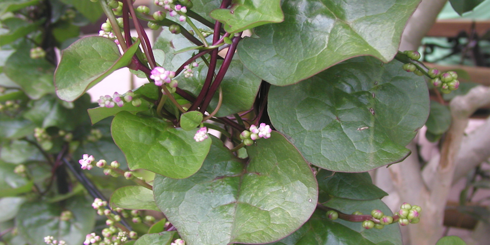 7 Vegetables Floridians Can Grow This Summer