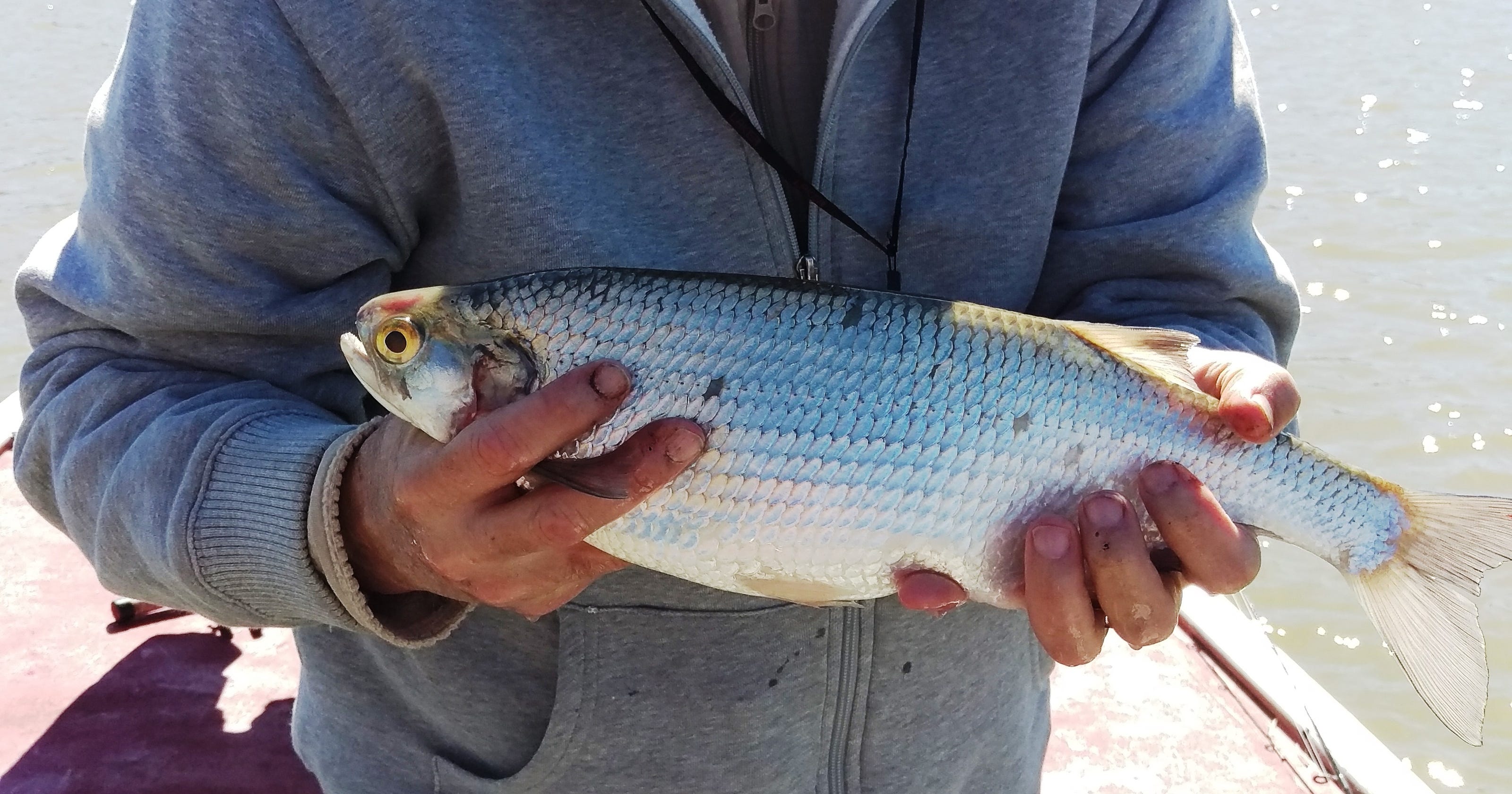 Missouri angler hooks record goldeye fish, will use it for catfish bait