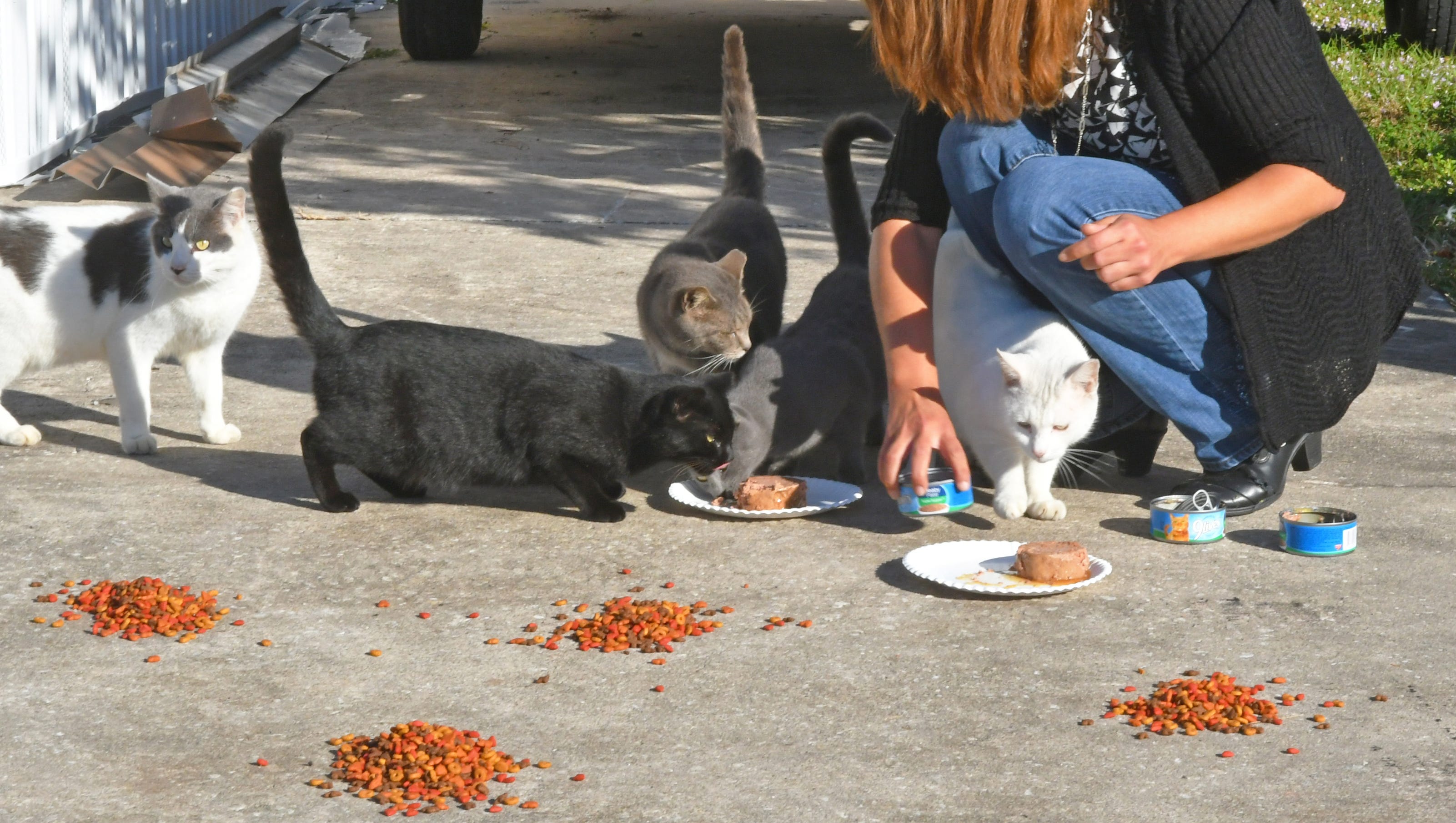 Cat Situation Stews In North Brevard