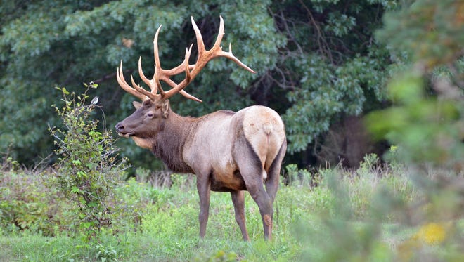 A huge bull elk like the one in the photo is what most visitors to Elk County come to see.